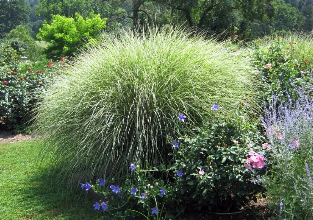 Maiden Grass Perennial 2.5 Pot Q471