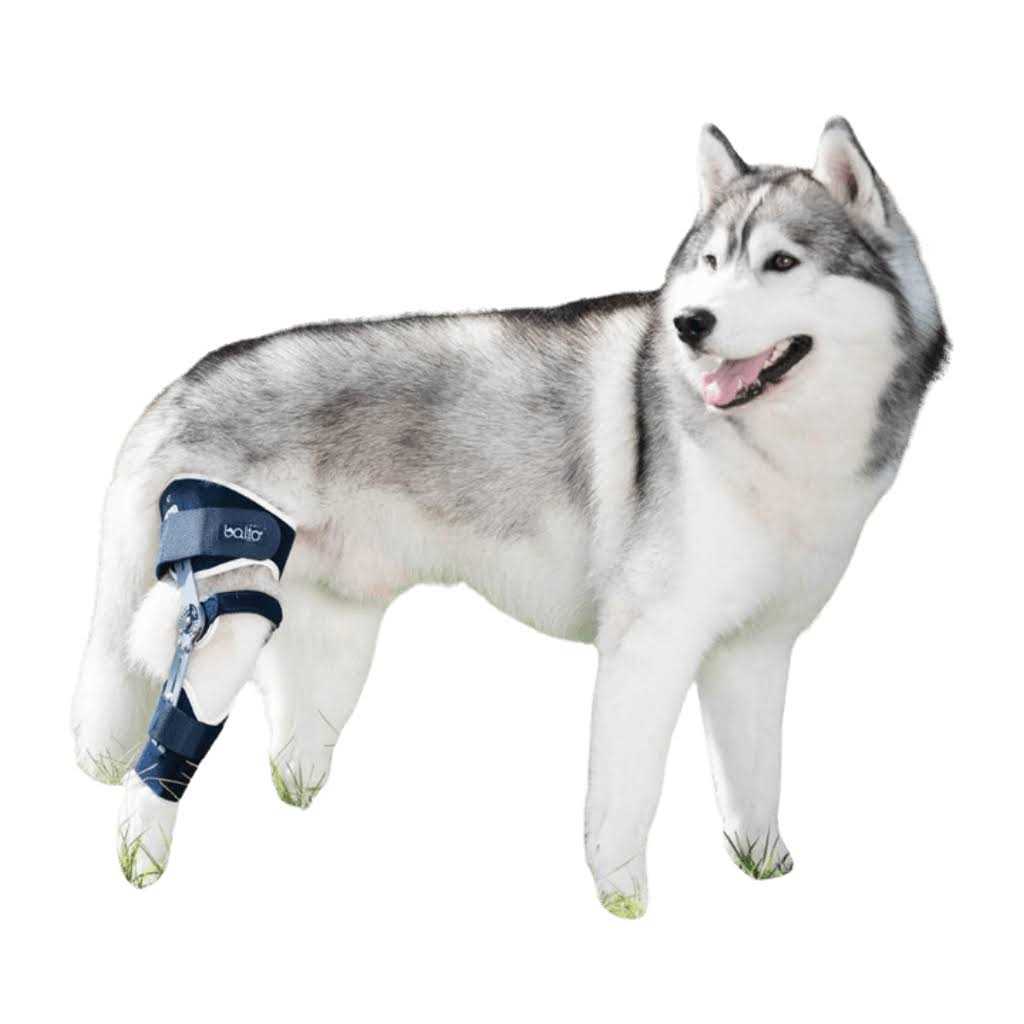 Adjustable Hinged Dog Knee Brace H85165
