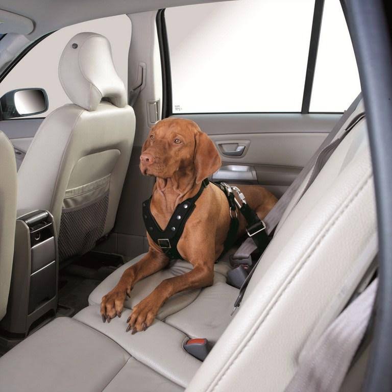 Car Safety Harness Extra-Large 25 cm Q162836