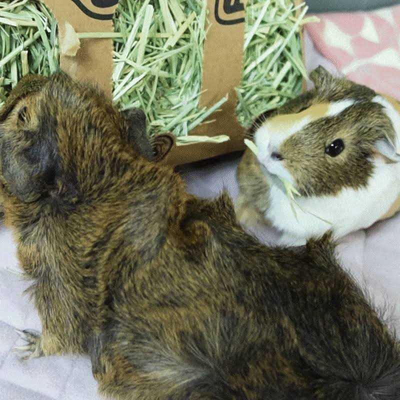 Timothy Hay for Guinea Pigs Rabbits B72840