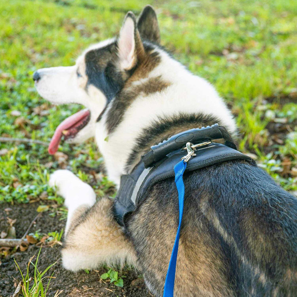 Dog Puppy Training Leash 15ft 20ft 30ft 50ft 100ft C65019