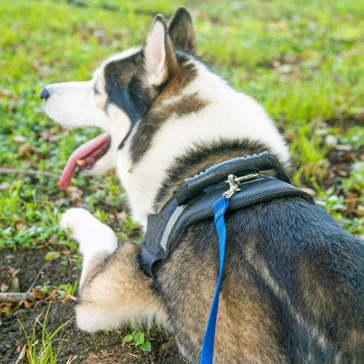 Dog Puppy Training Leash 15ft 20ft 30ft 50ft 100ft C65019