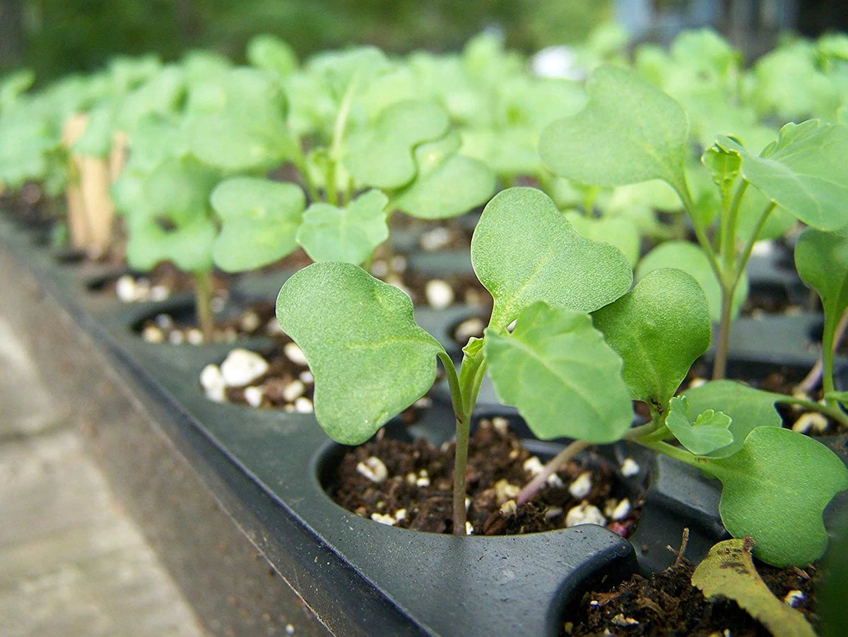 Broccoli Sprouting Seeds, 10 Pounds U954738