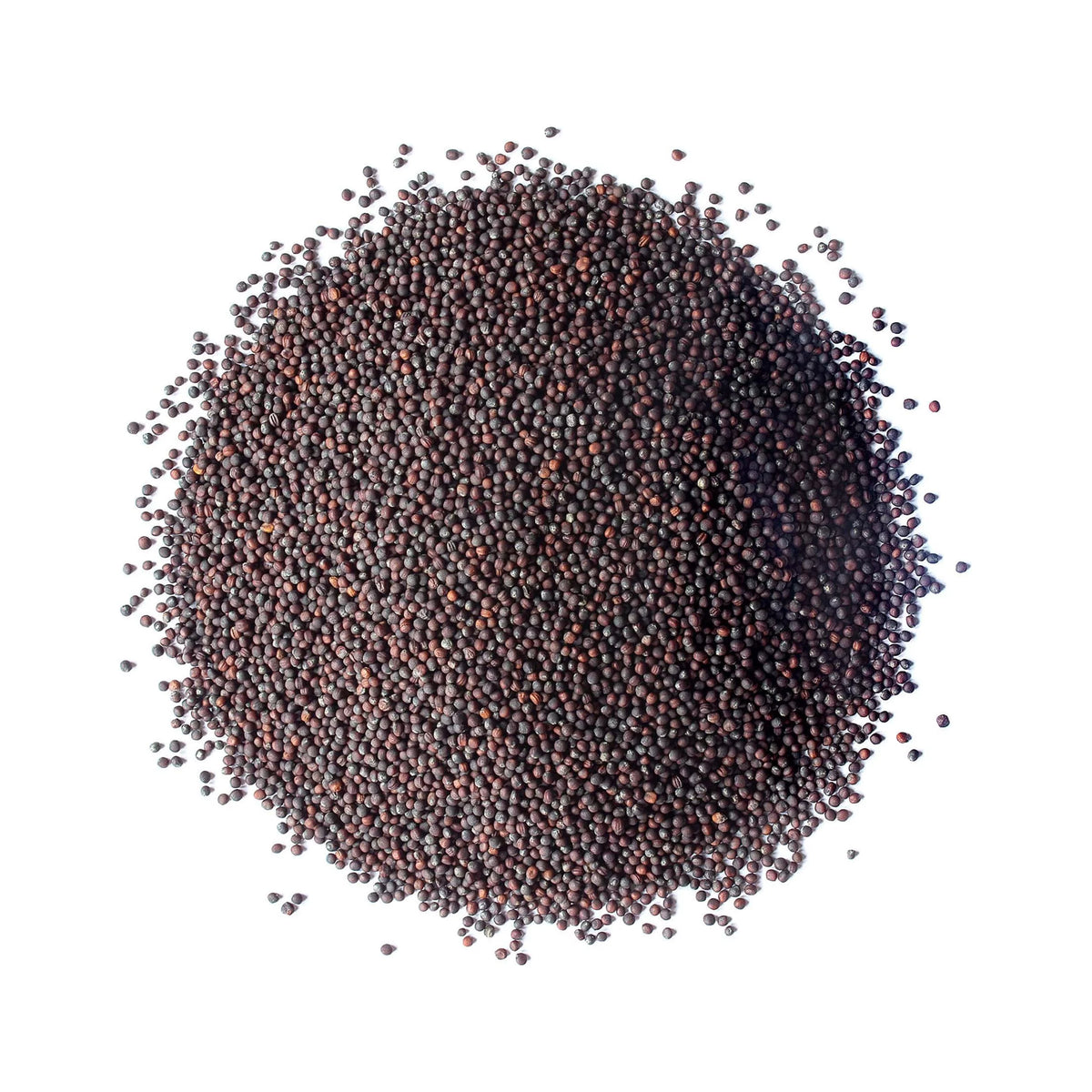 Broccoli Sprouting Seeds, 10 Pounds U954738