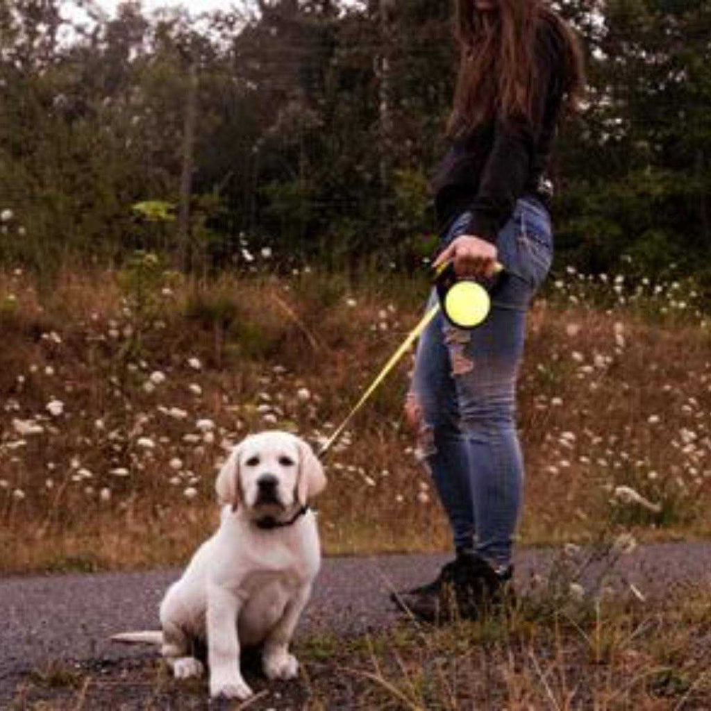 Retractable Leash C388