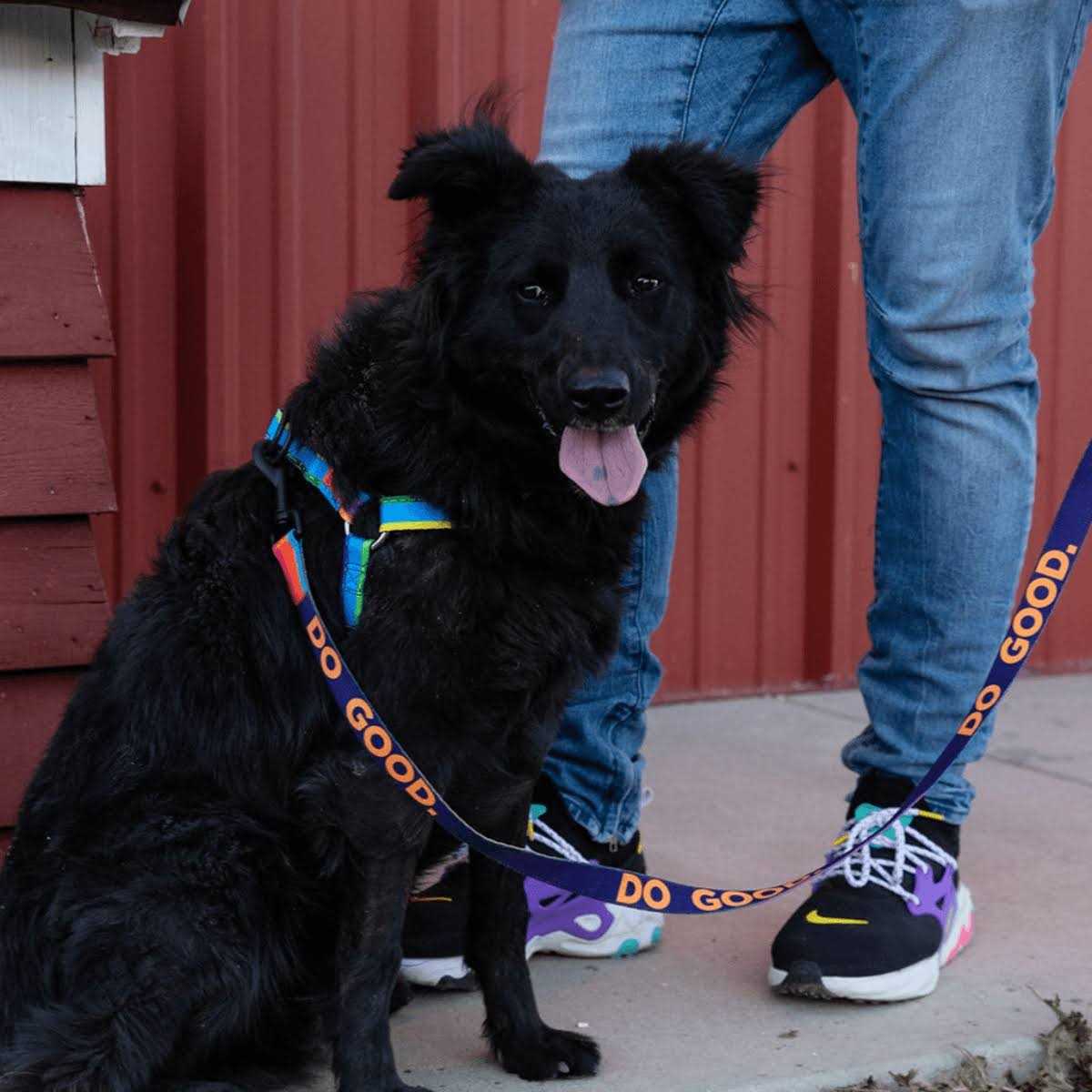 Dog Leash O24761