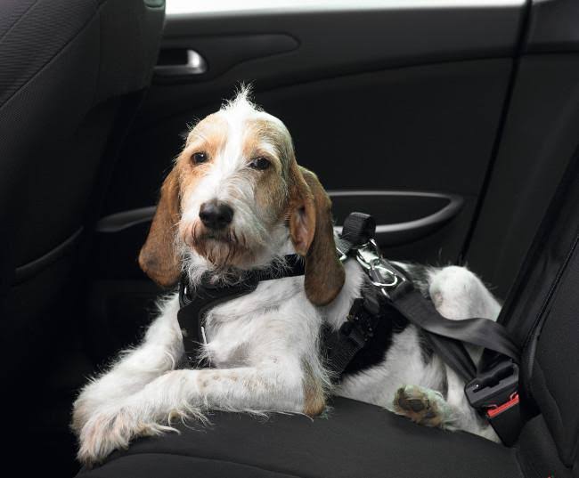 Car Safety Harness Extra-Large 25 cm Q162836
