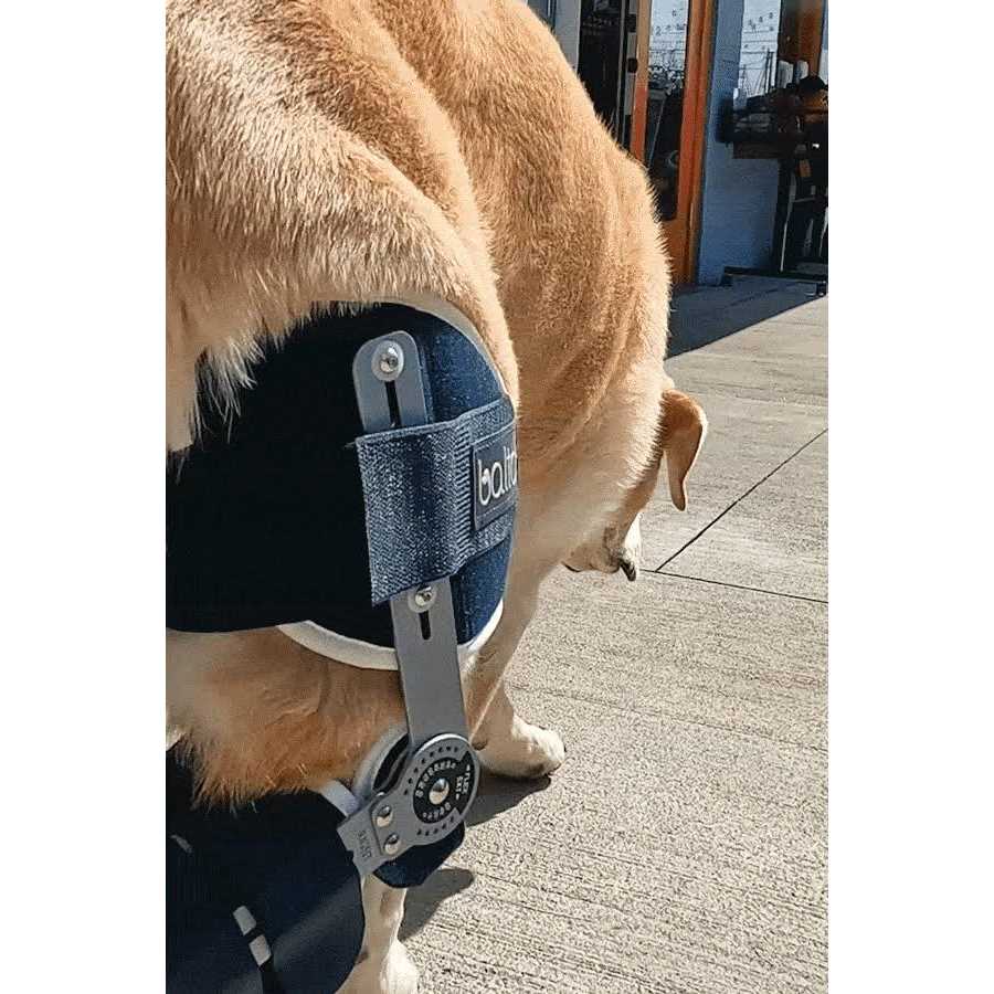 Adjustable Hinged Dog Knee Brace H85165