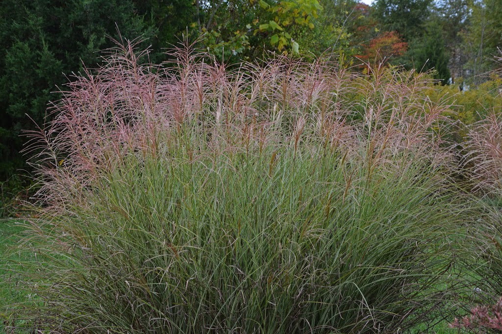 Maiden Grass Perennial 2.5 Pot Q471