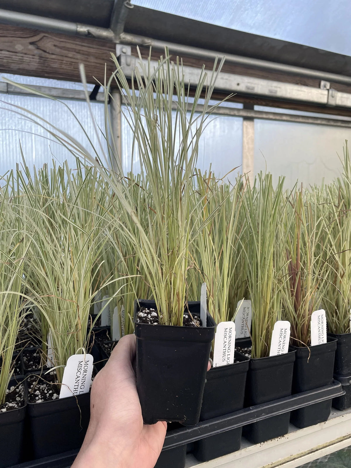 Maiden Grass Perennial 2.5 Pot Q471