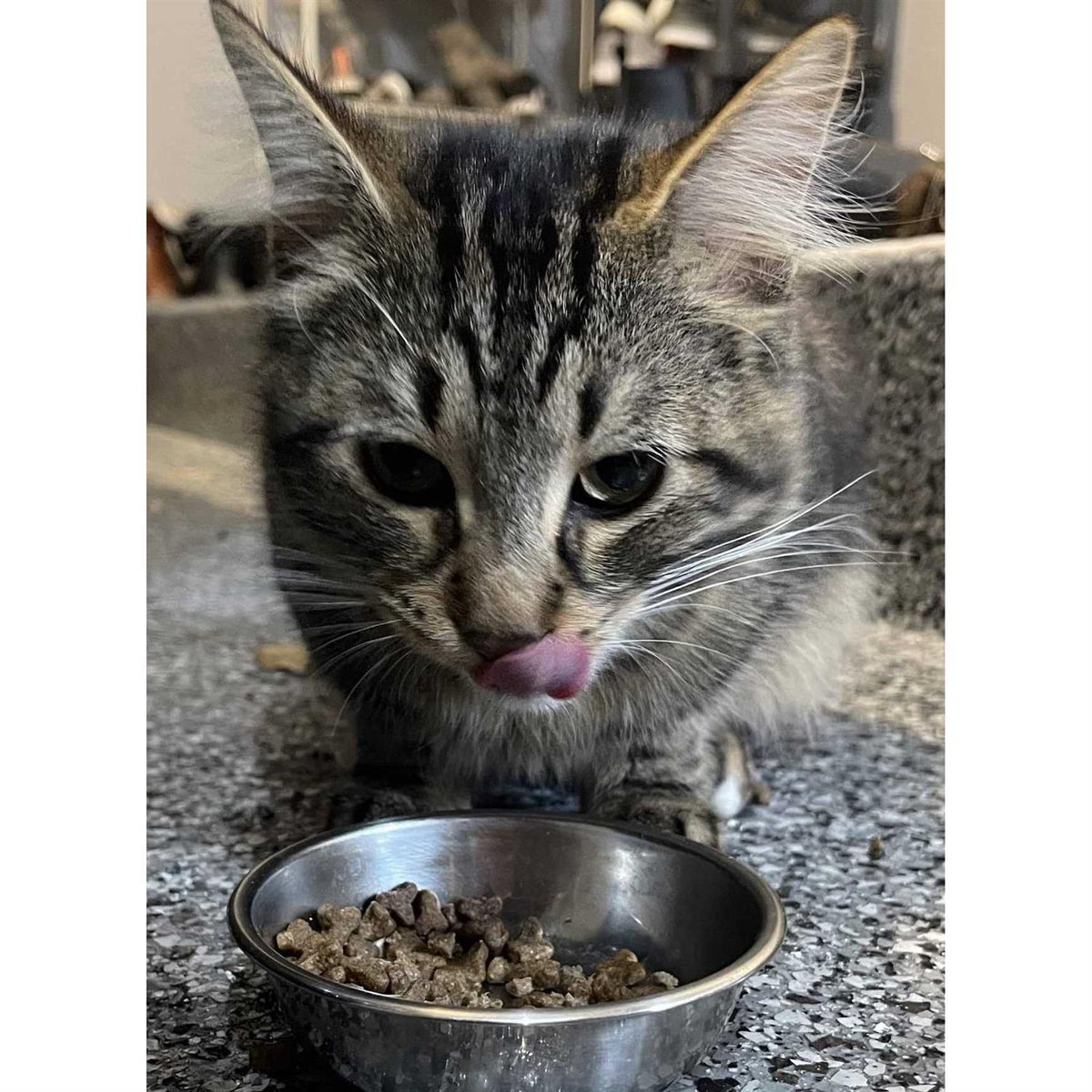 Natural Holistic Cat Food F2920