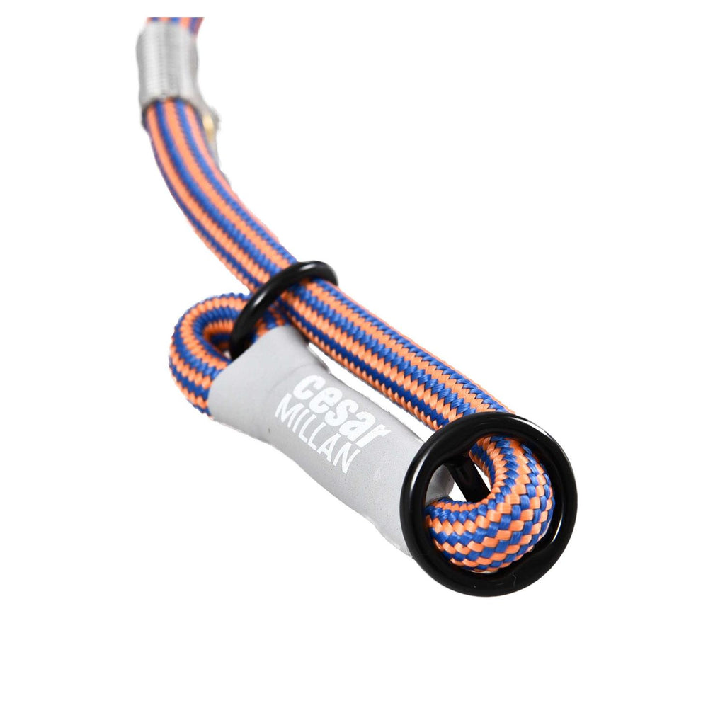 2-in-1 Slip Collar Dog Training Lead & Collar B196914