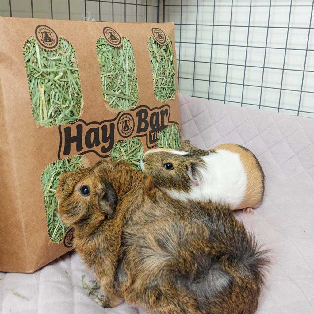 Timothy Hay for Guinea Pigs Rabbits B72840