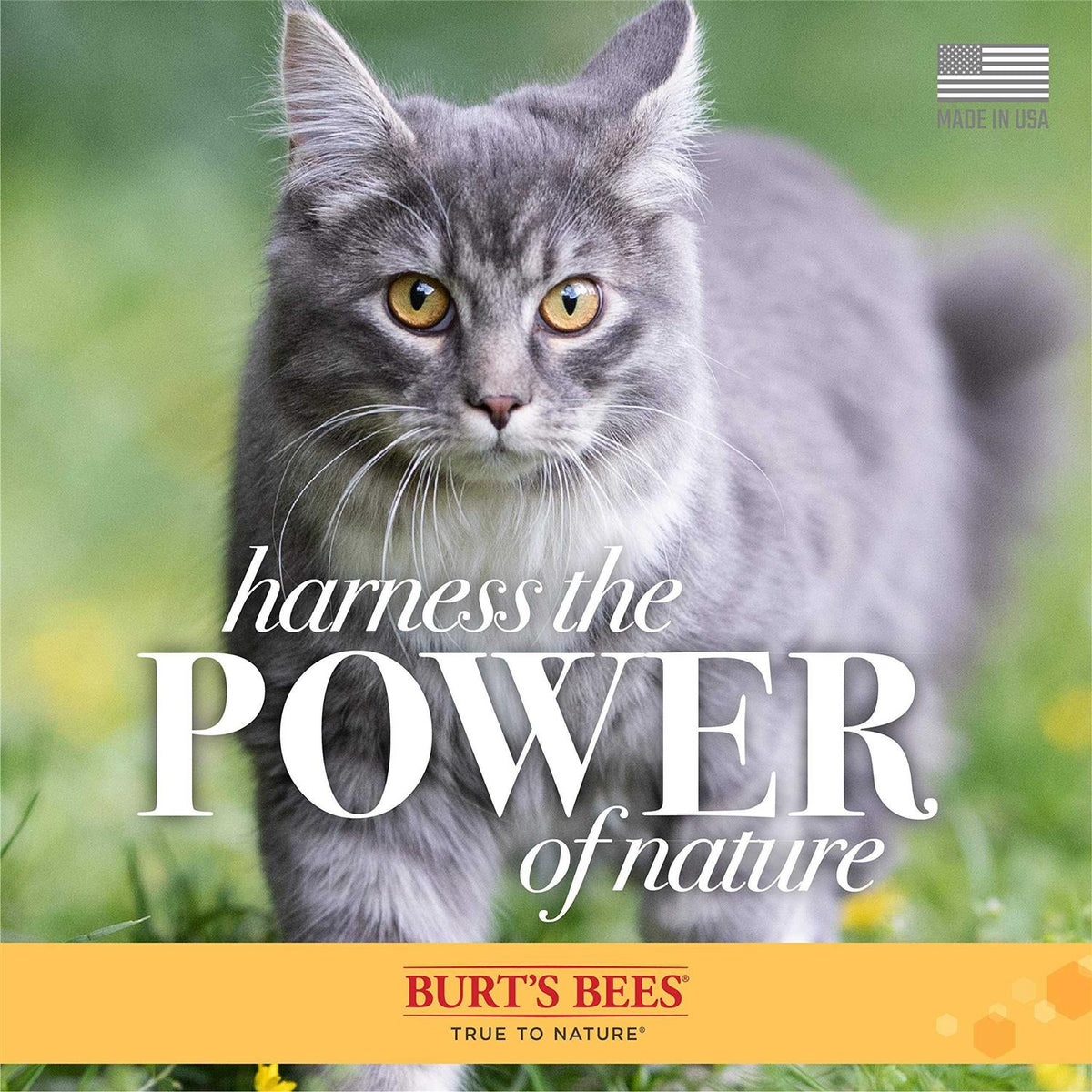Tearless Shampoo for Kittens with Buttermilk L264615