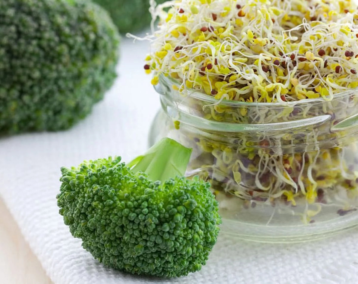 Broccoli Sprouting Seeds, 10 Pounds U954738